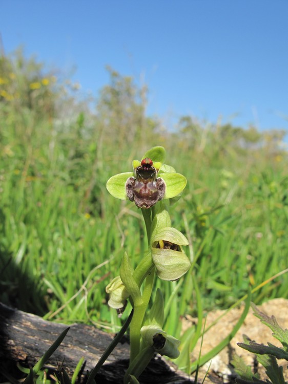 Ophrys bombyliflora